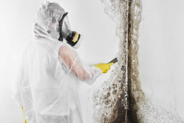 Best Mold Prevention Services  in USA